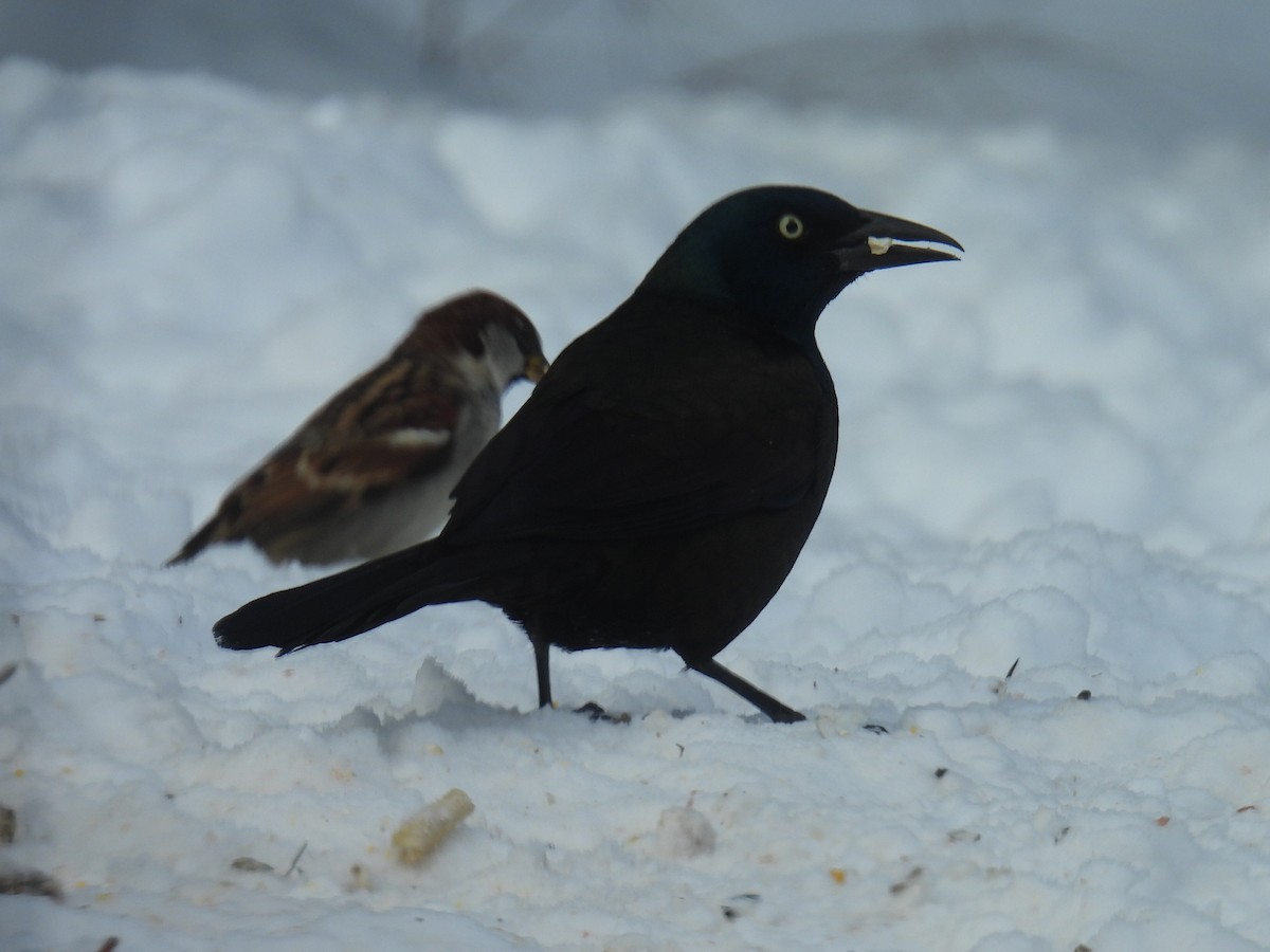 Common Grackle - ML646498003