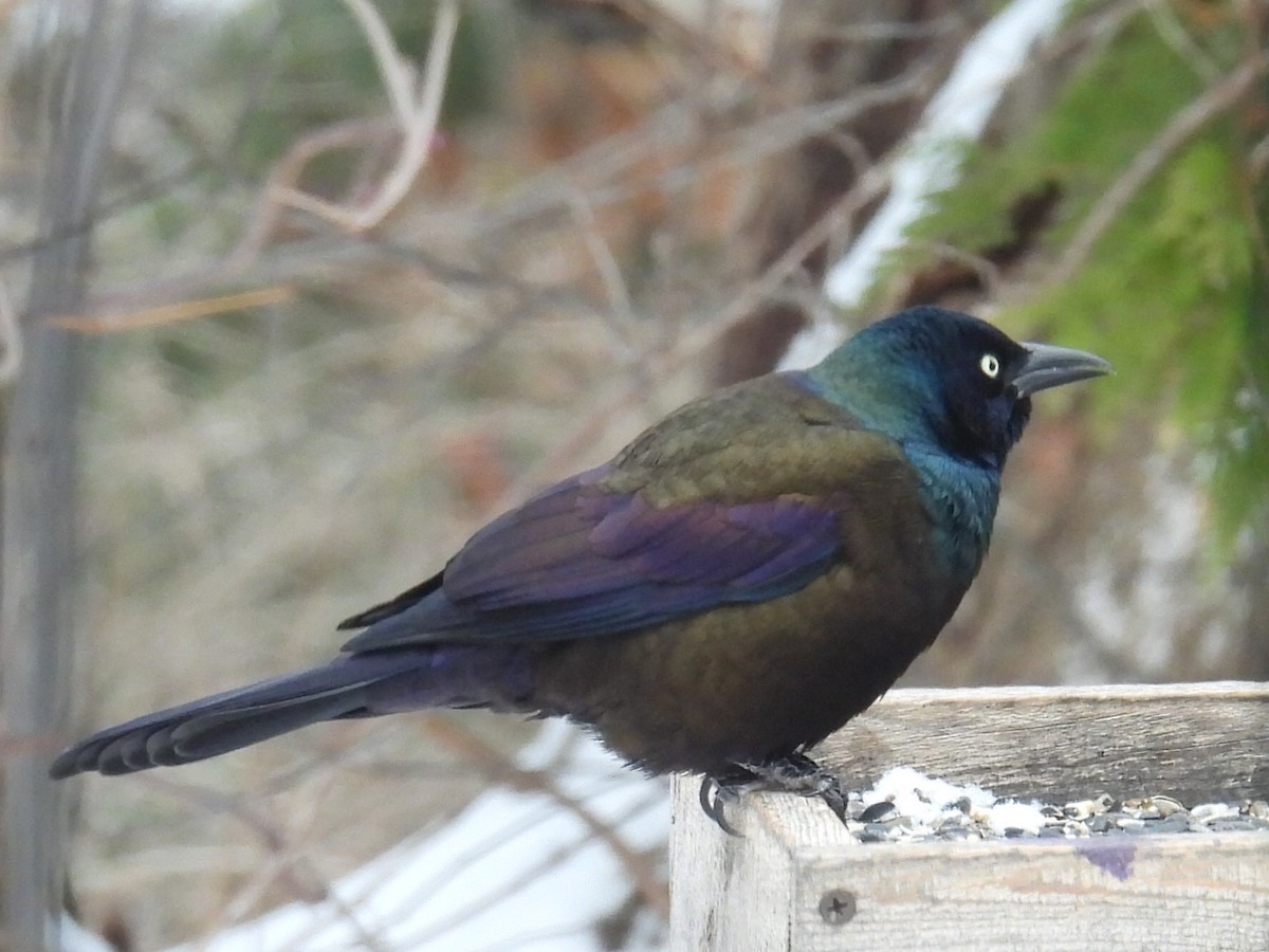 Common Grackle - ML646498004