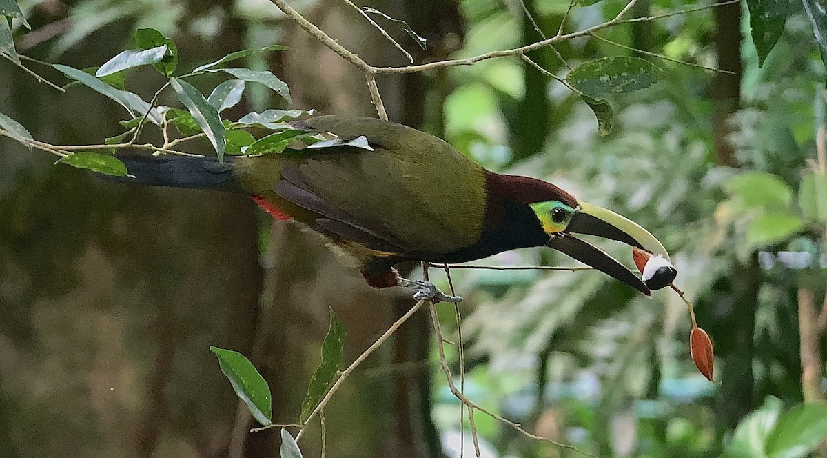 Toucanet à oreilles d'or - ML646498007