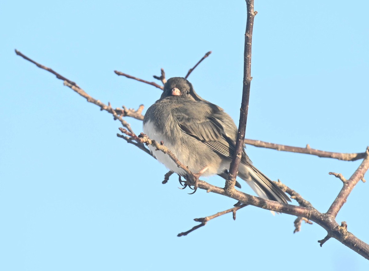 ユキヒメドリ - ML646498010