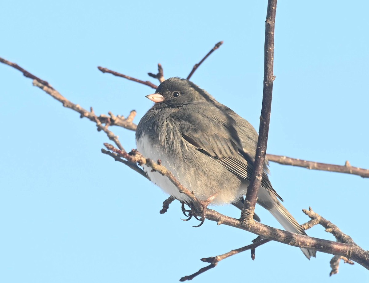 ユキヒメドリ - ML646498011