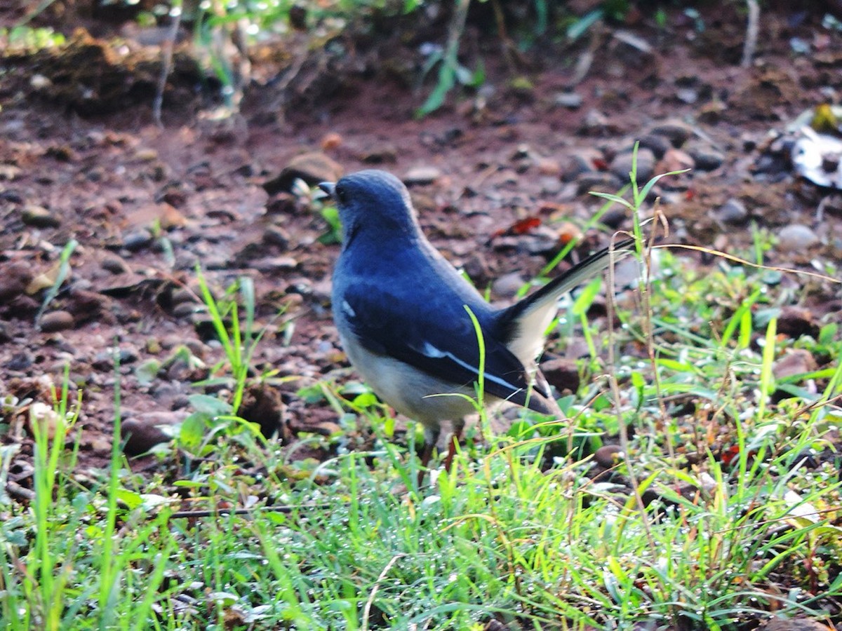 Oriental Magpie-Robin - ML646498012
