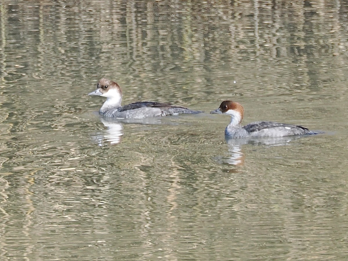 מרגון גמדי - ML646498013