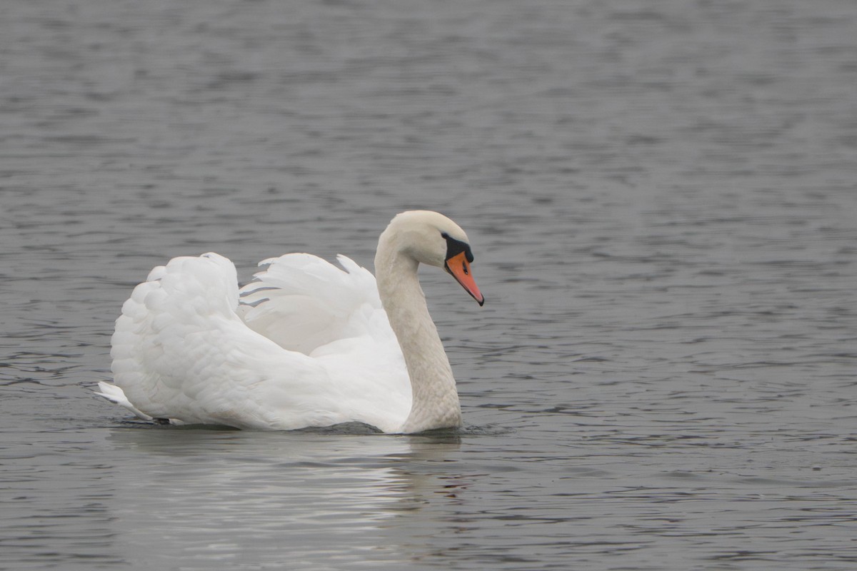 Лебідь-шипун - ML646498014