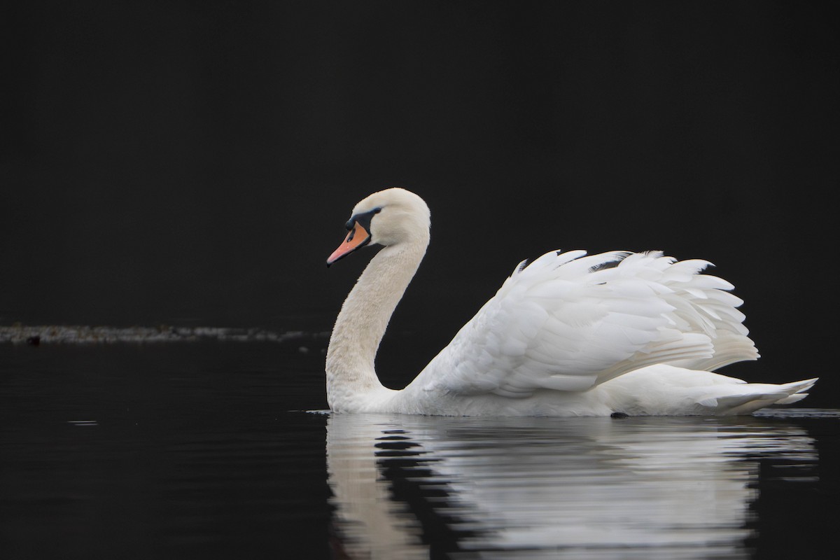 Лебідь-шипун - ML646498015