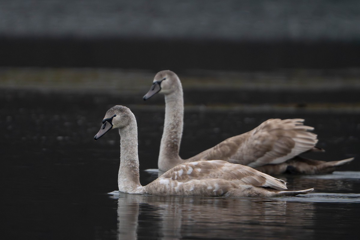 Лебідь-шипун - ML646498016