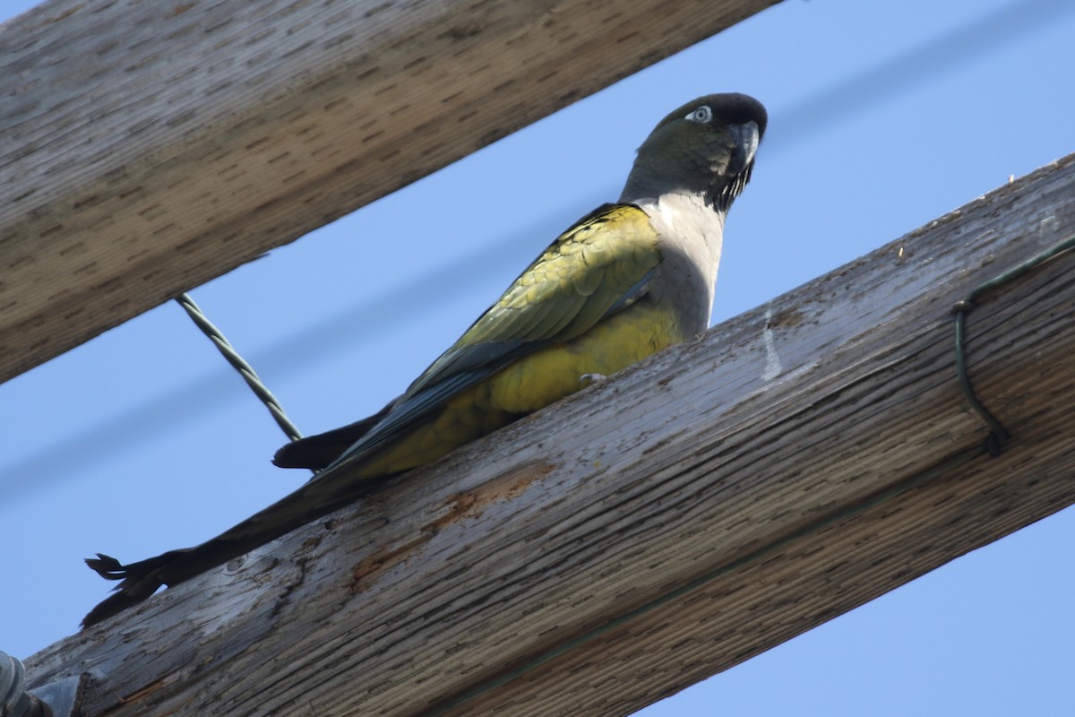 Papagai patagoniarra - ML646498018