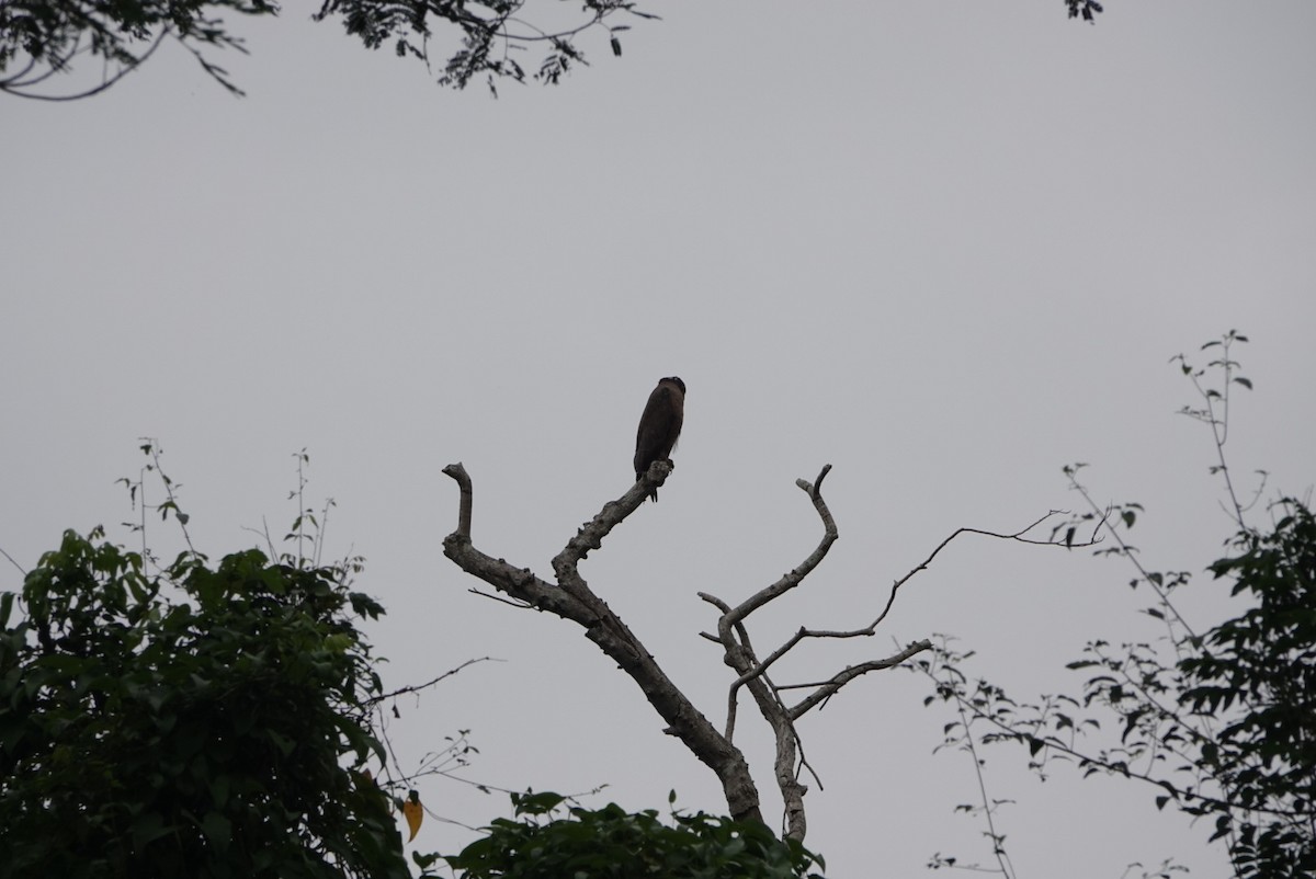 Crested Serpent-Eagle - ML646498020