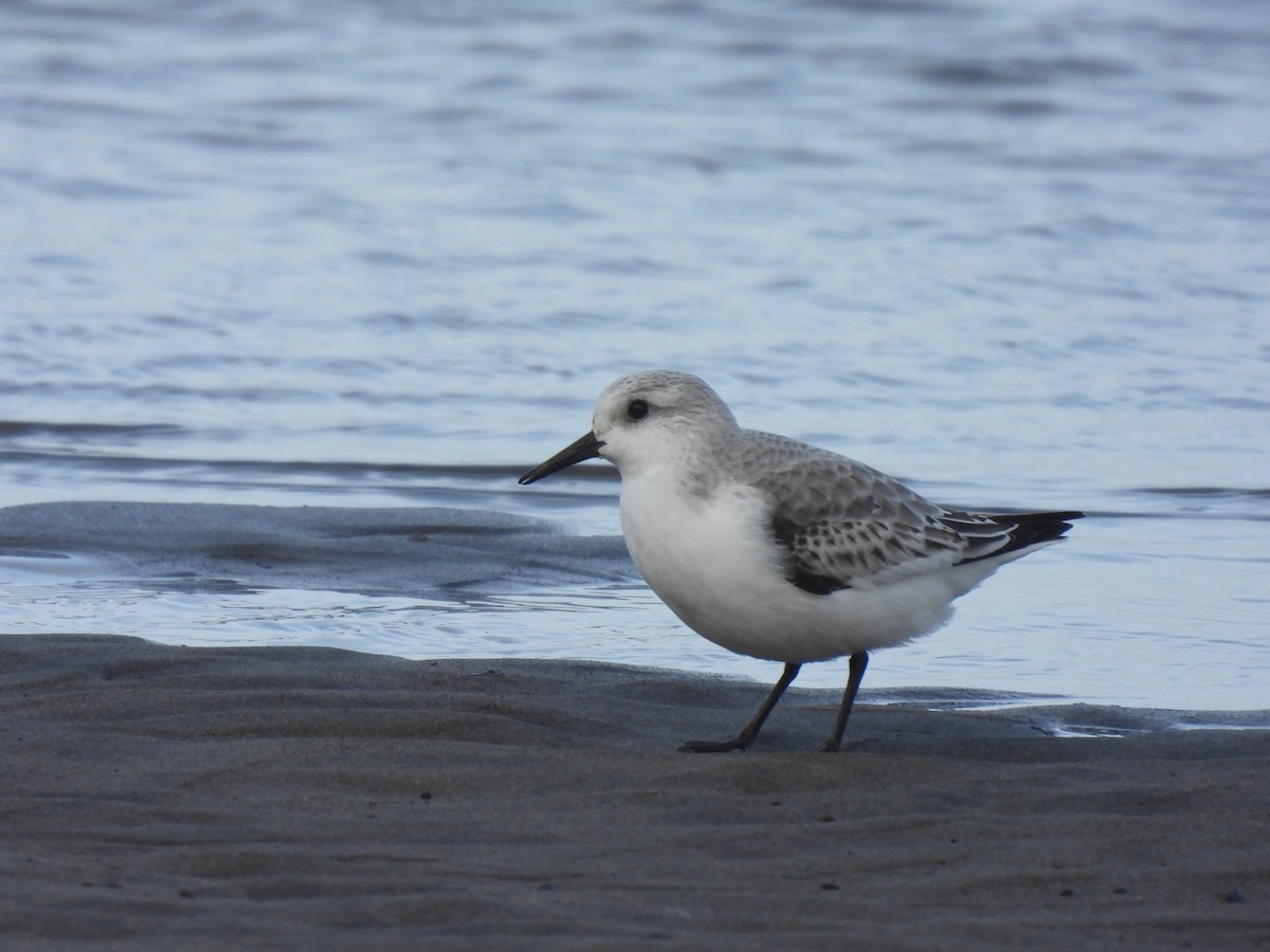 Txirri zuria - ML646498021