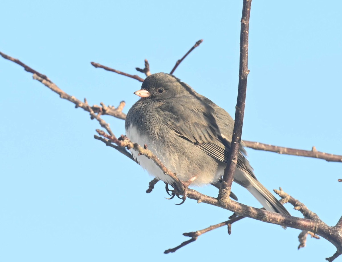 ユキヒメドリ - ML646498022