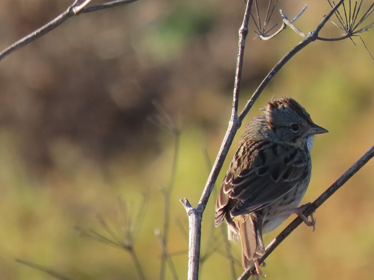Lincoln's Sparrow - ML646498026