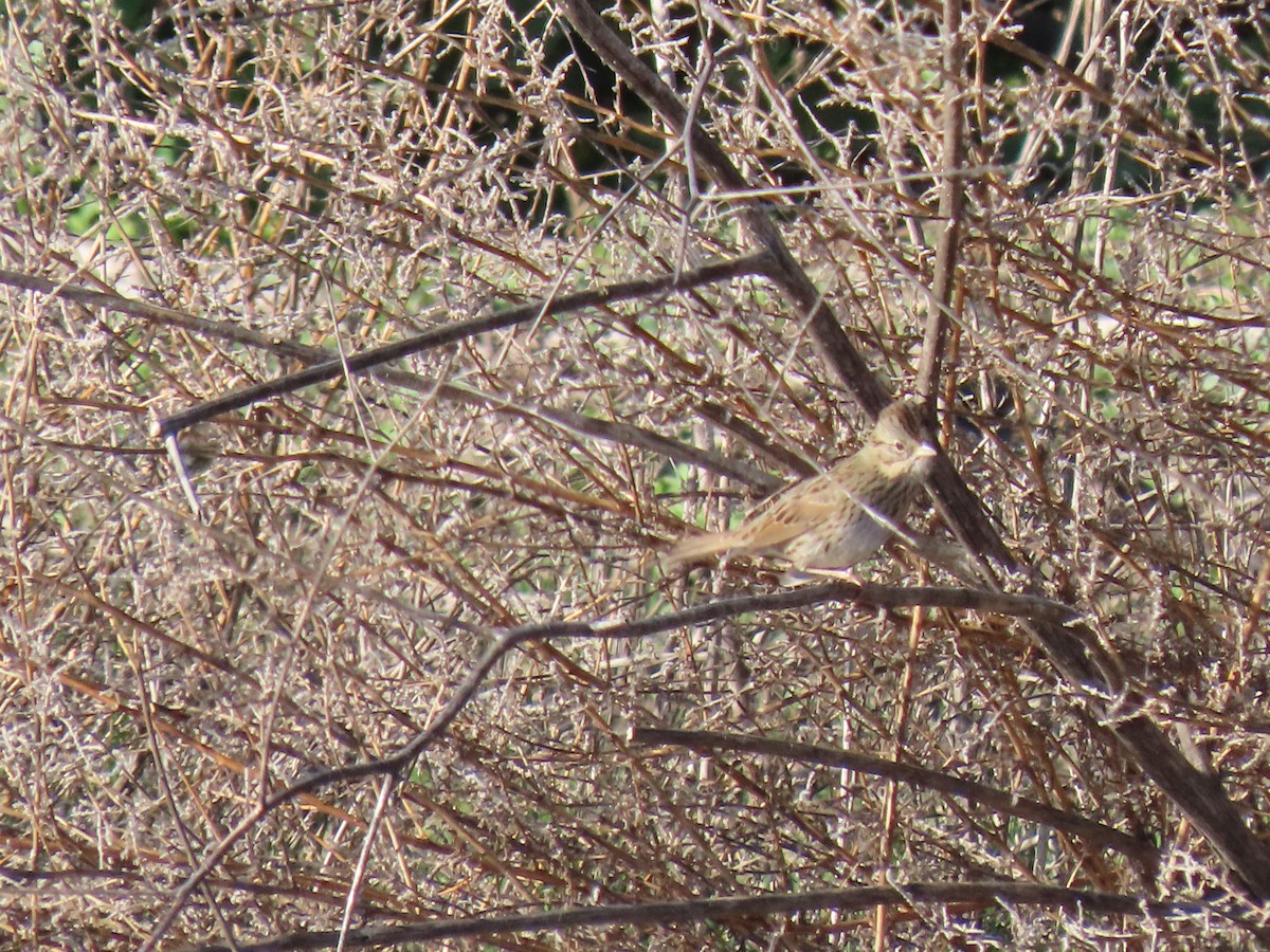 Lincoln's Sparrow - ML646498027