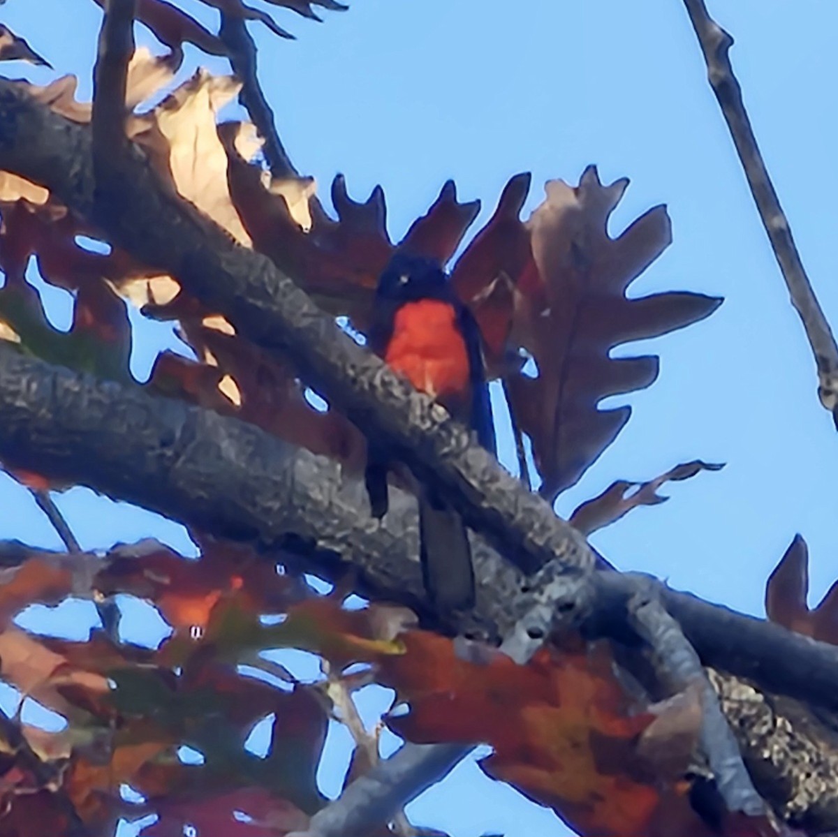 Painted Redstart - ML646498029