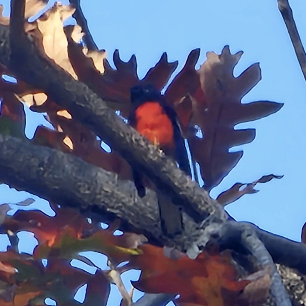 Painted Redstart - ML646498030