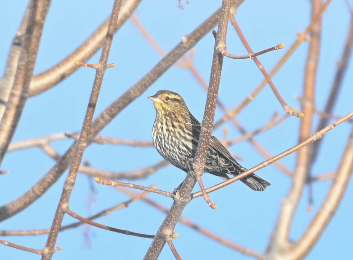 ハゴロモガラス - ML646498031