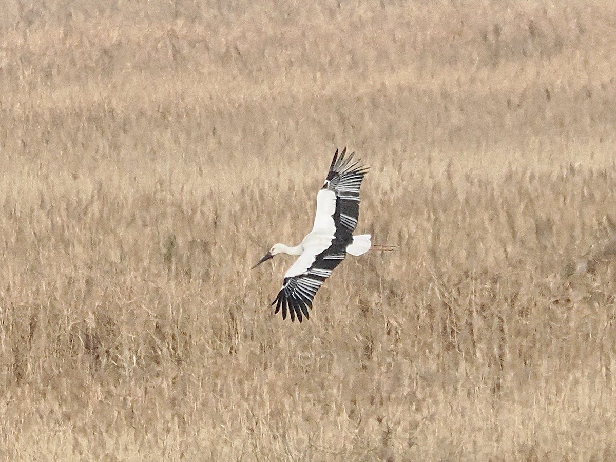 Schwarzschnabelstorch - ML646498035