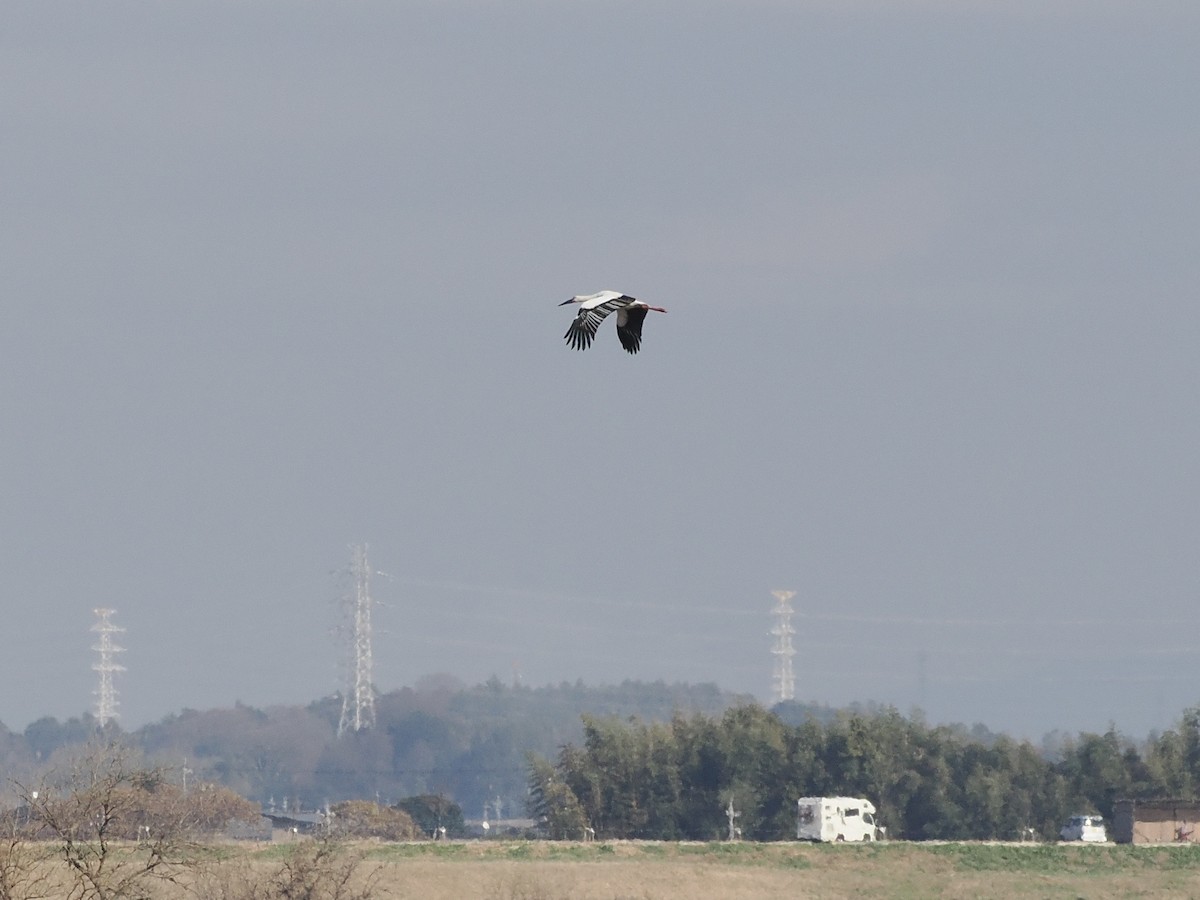 Schwarzschnabelstorch - ML646498036