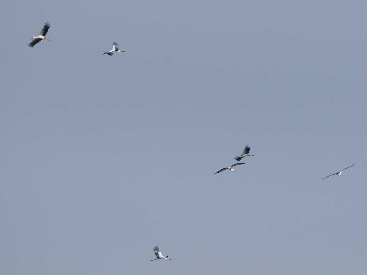 Schwarzschnabelstorch - ML646498037