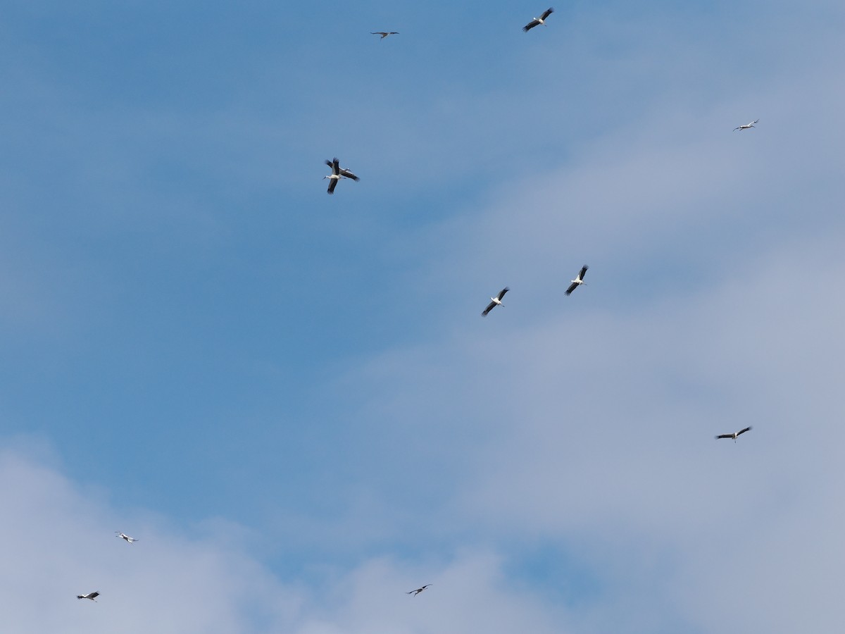 Schwarzschnabelstorch - ML646498038