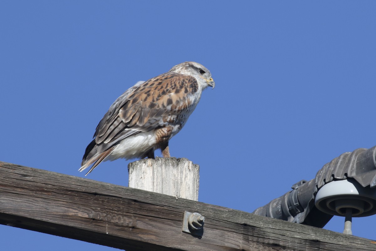 Ferruginous Hawk - ML646498039
