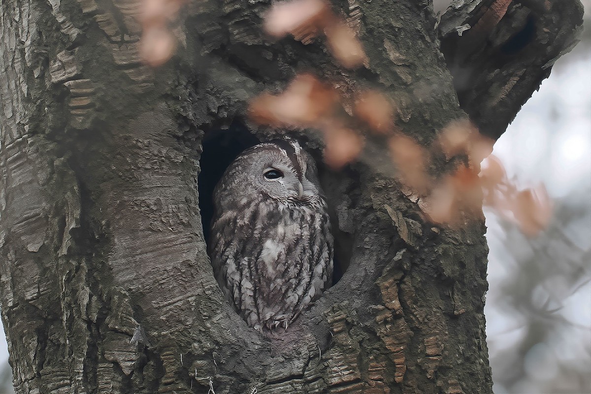 Chouette hulotte - ML646498040