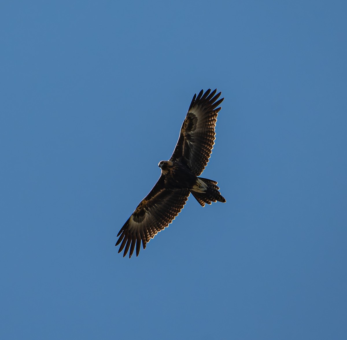 Wedge-tailed Eagle - ML646498041