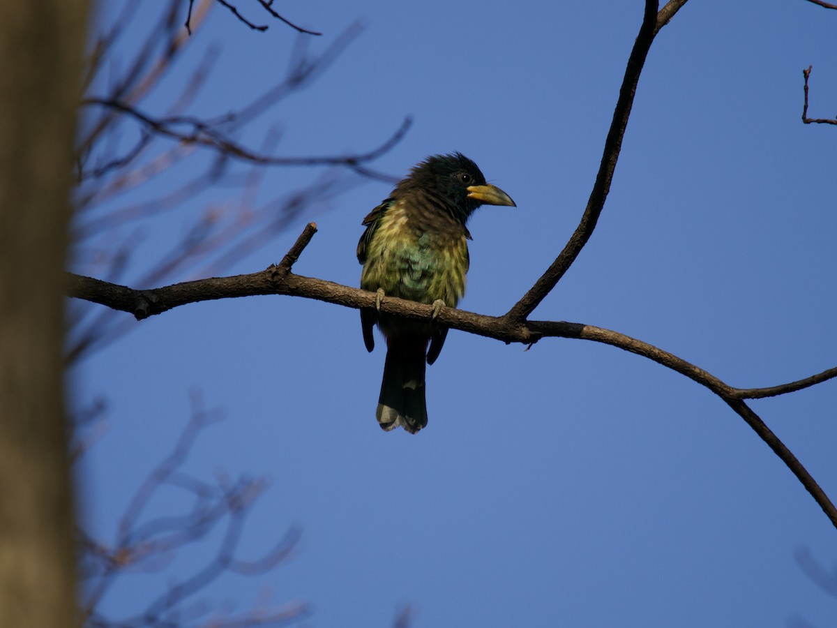 Büyük Barbet - ML646498042