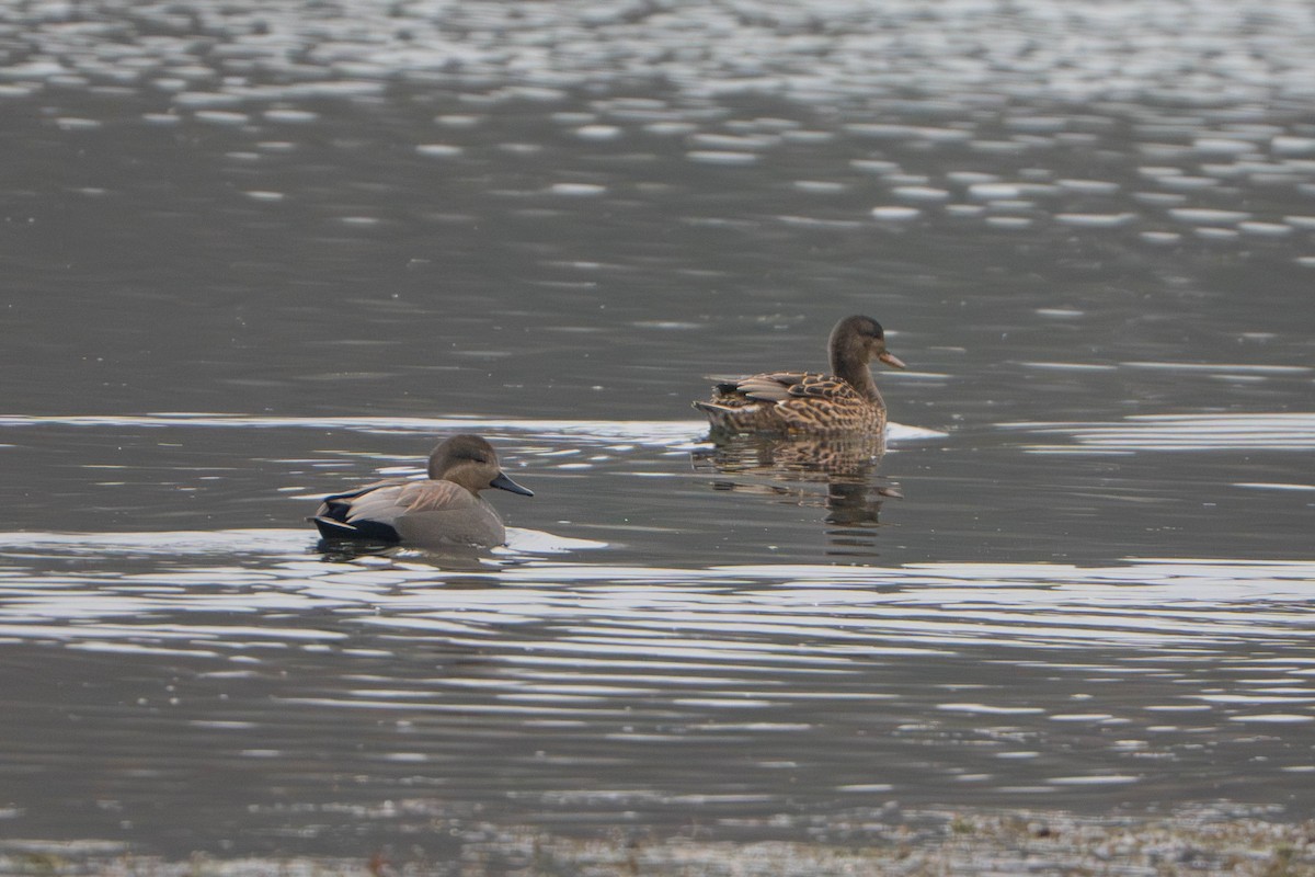 Boz Ördek - ML646498043