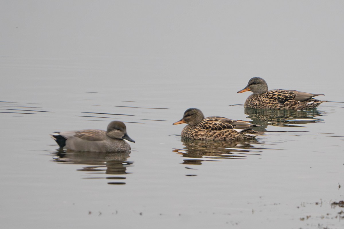 Boz Ördek - ML646498045