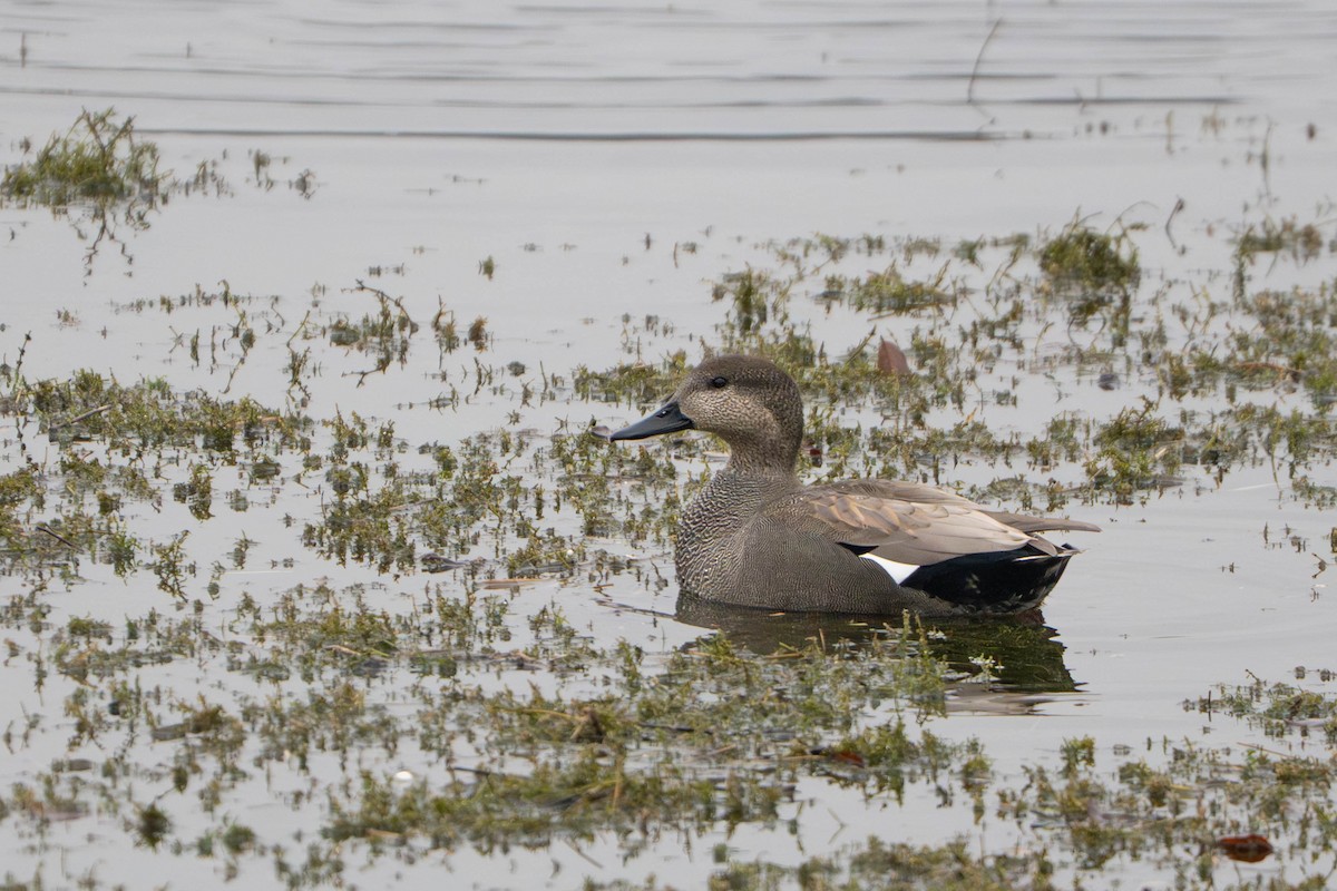 Boz Ördek - ML646498047