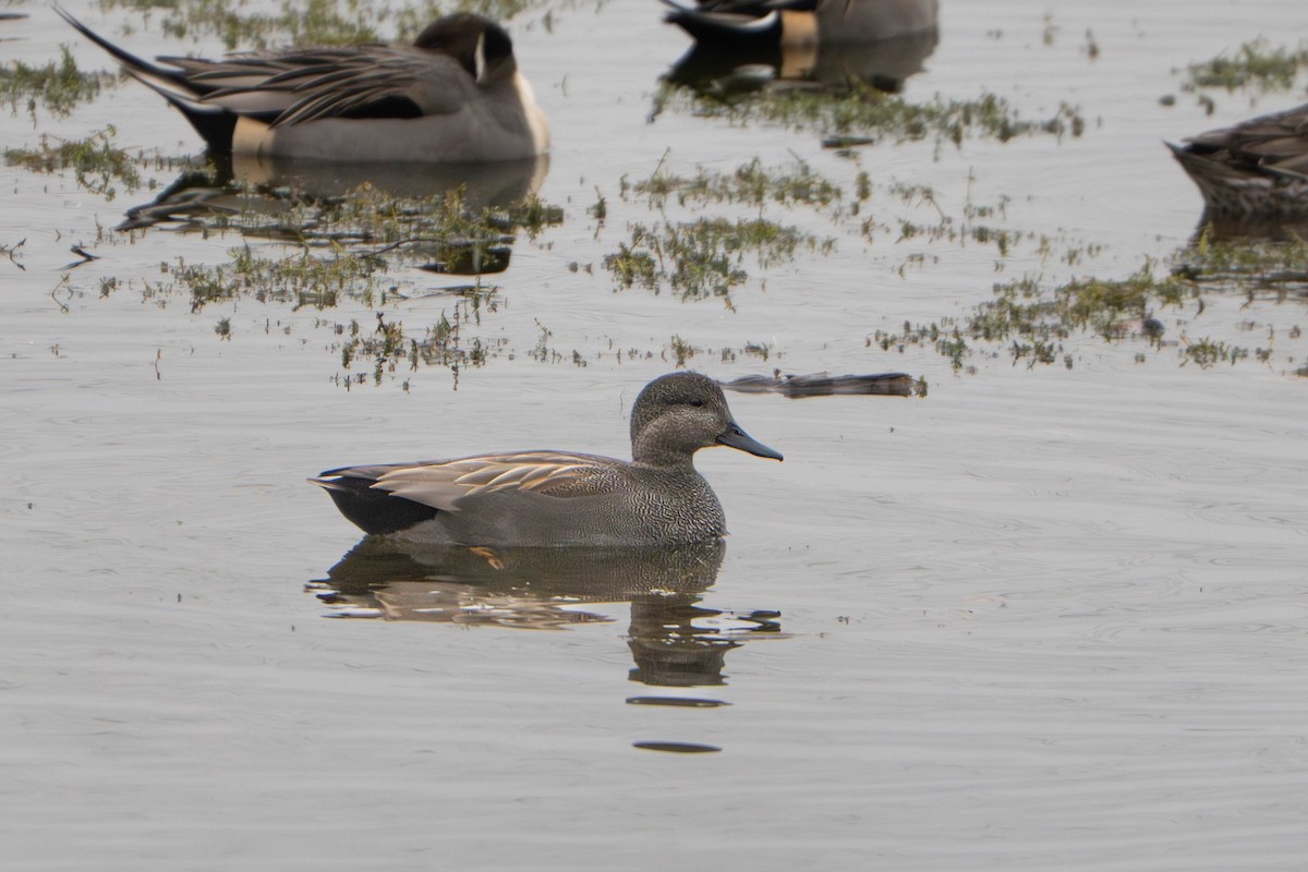 Серая утка - ML646498048