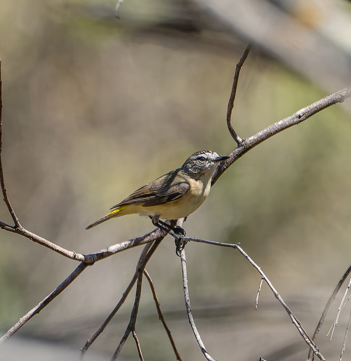 Yellow-rumped Thornbill - ML646498049
