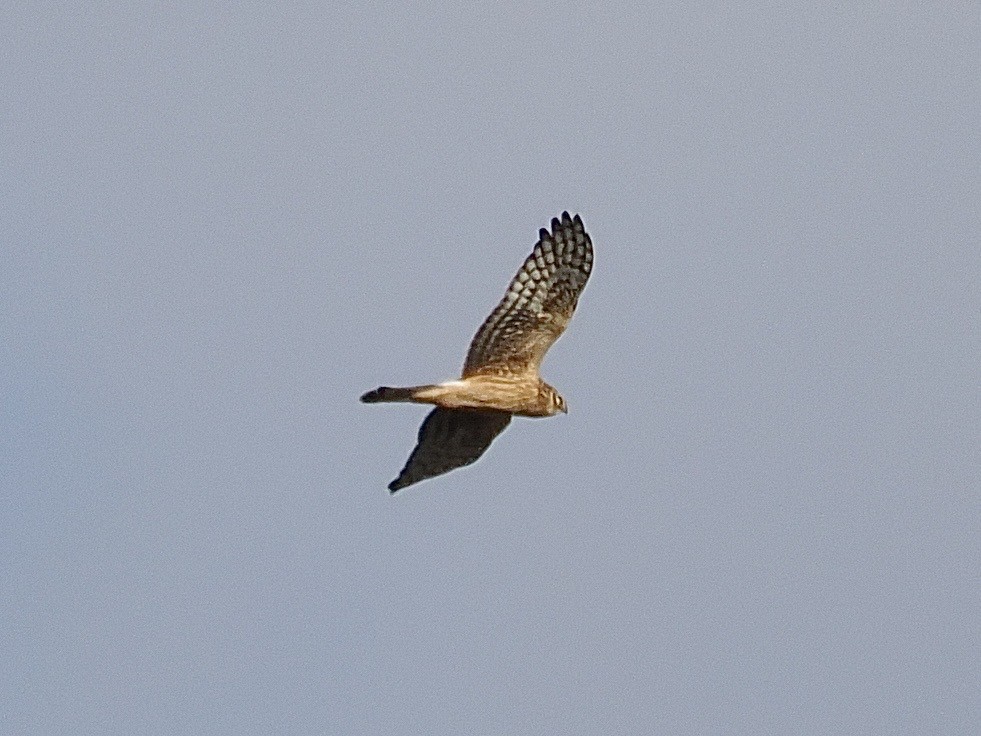 זרון תכול - ML646498051