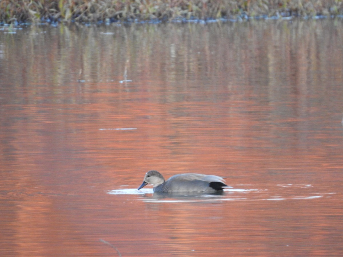 Boz Ördek - ML646498055