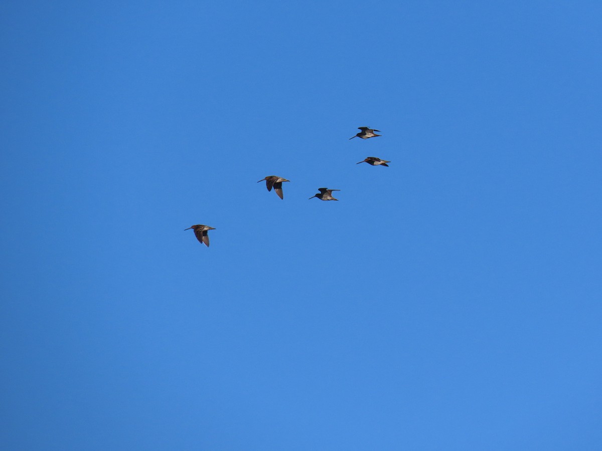 Wilson's Snipe - ML646498057