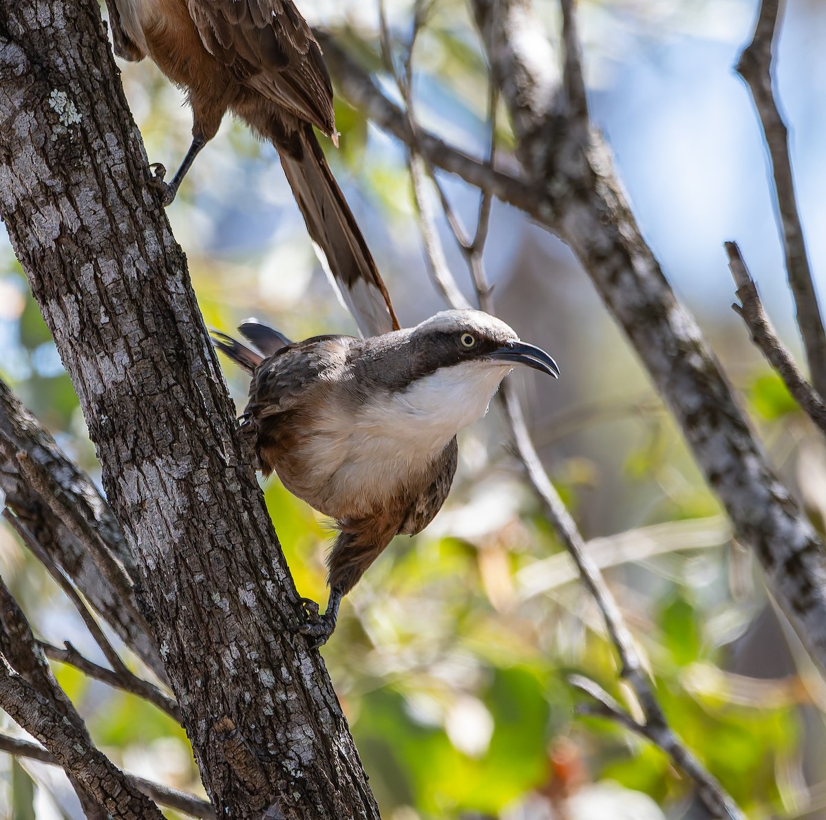 オーストラリアマルハシ - ML646498058