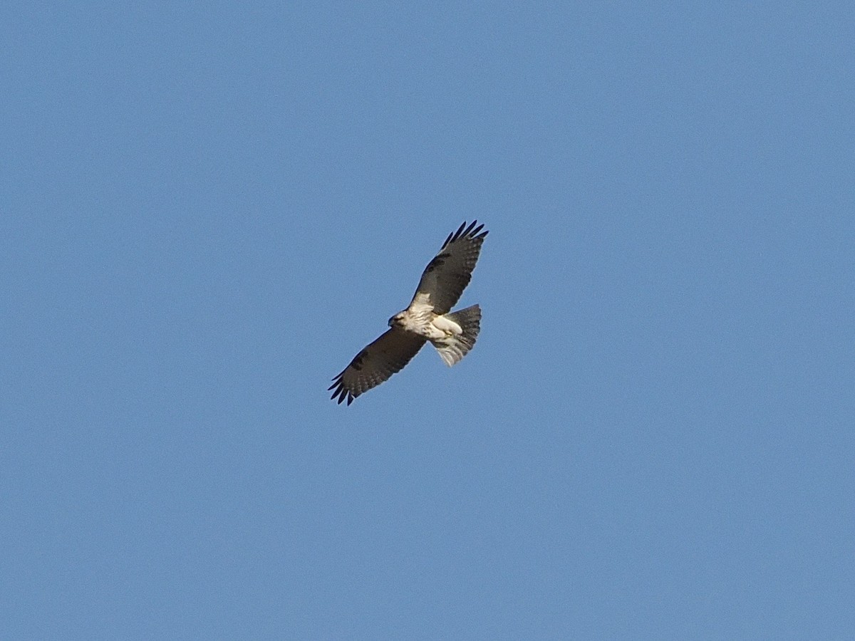 עקב יפני - ML646498059