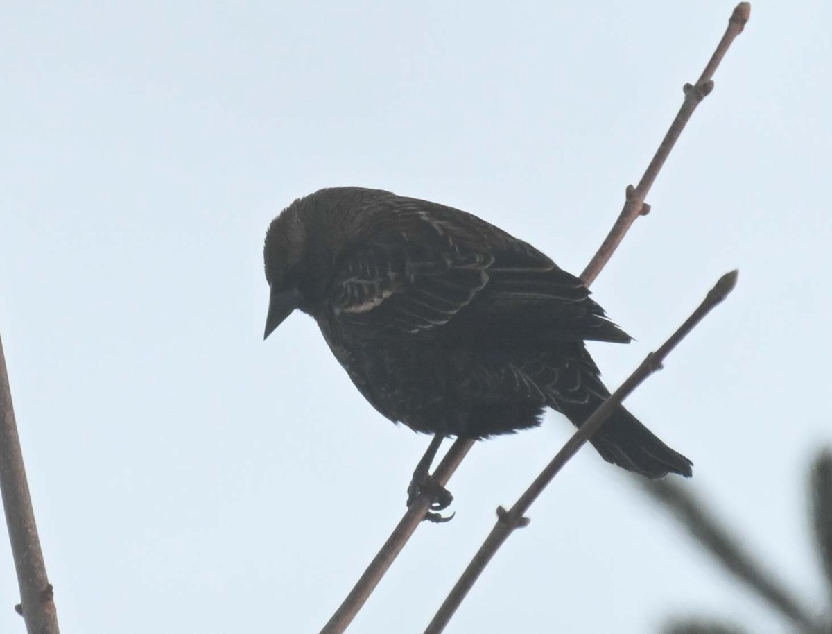 ハゴロモガラス - ML646498067