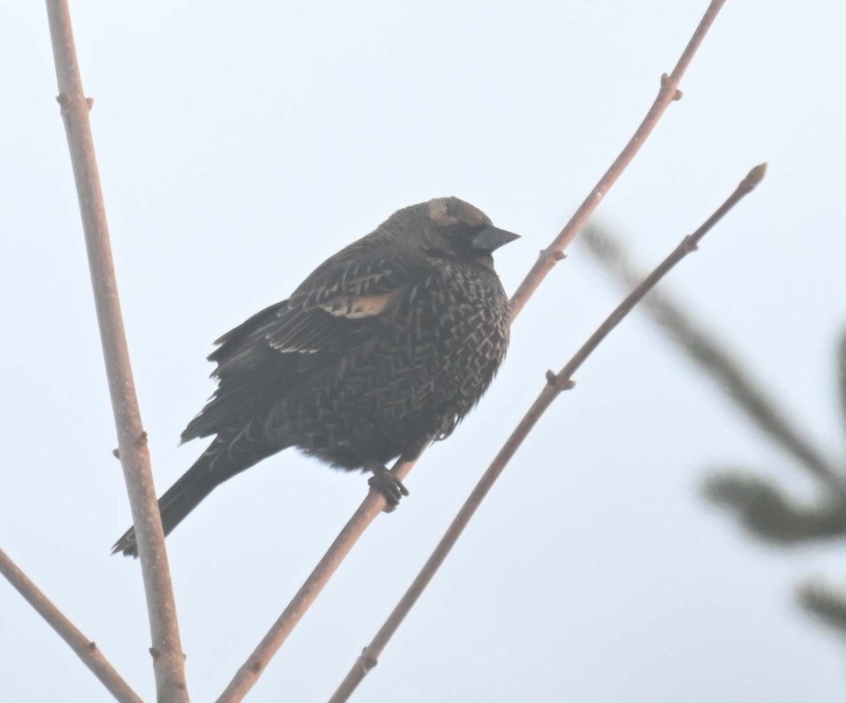 ハゴロモガラス - ML646498068