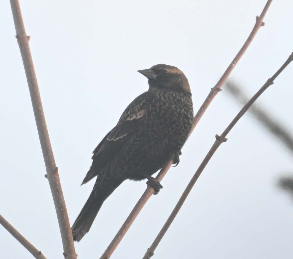 ハゴロモガラス - ML646498069