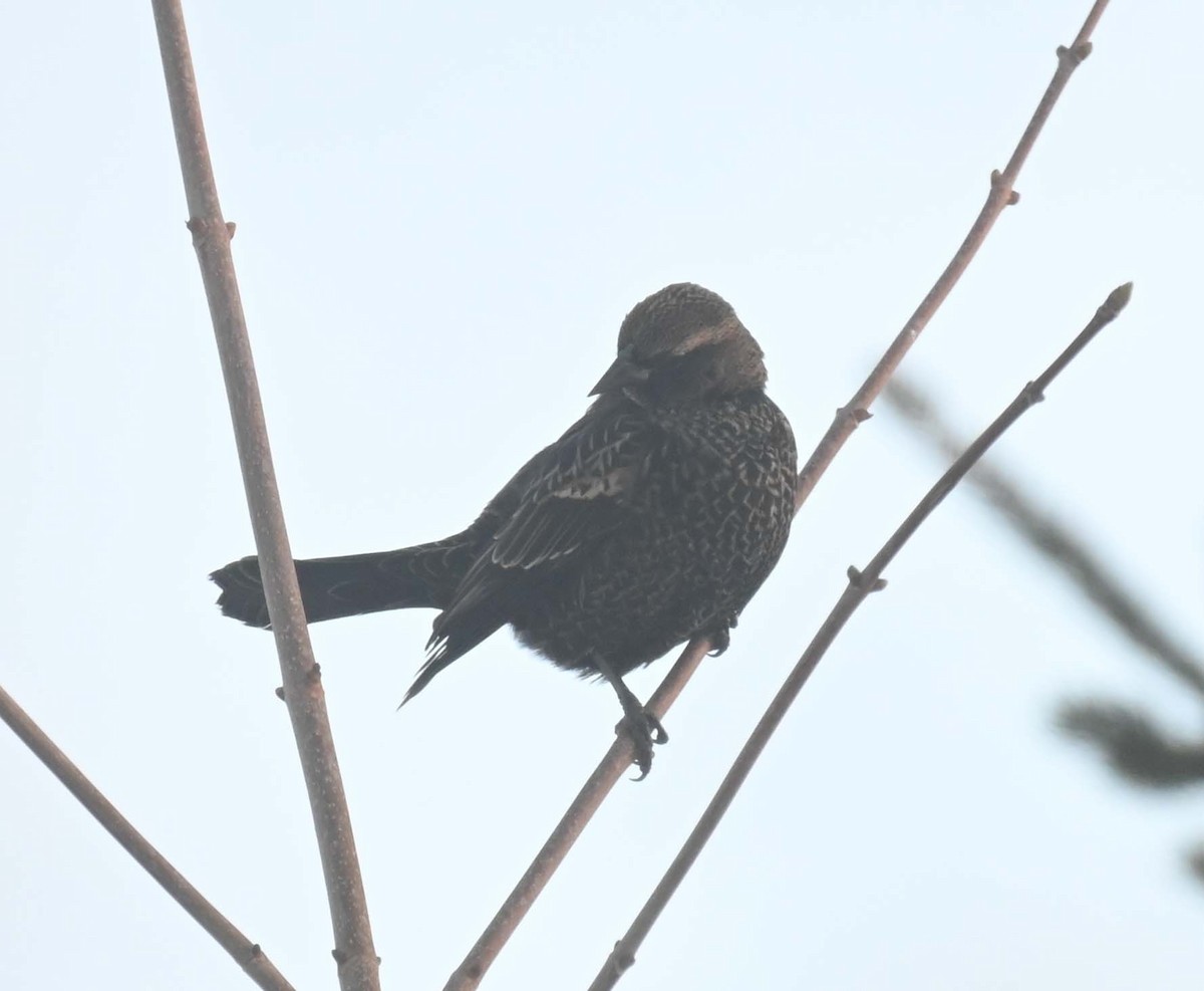 ハゴロモガラス - ML646498070