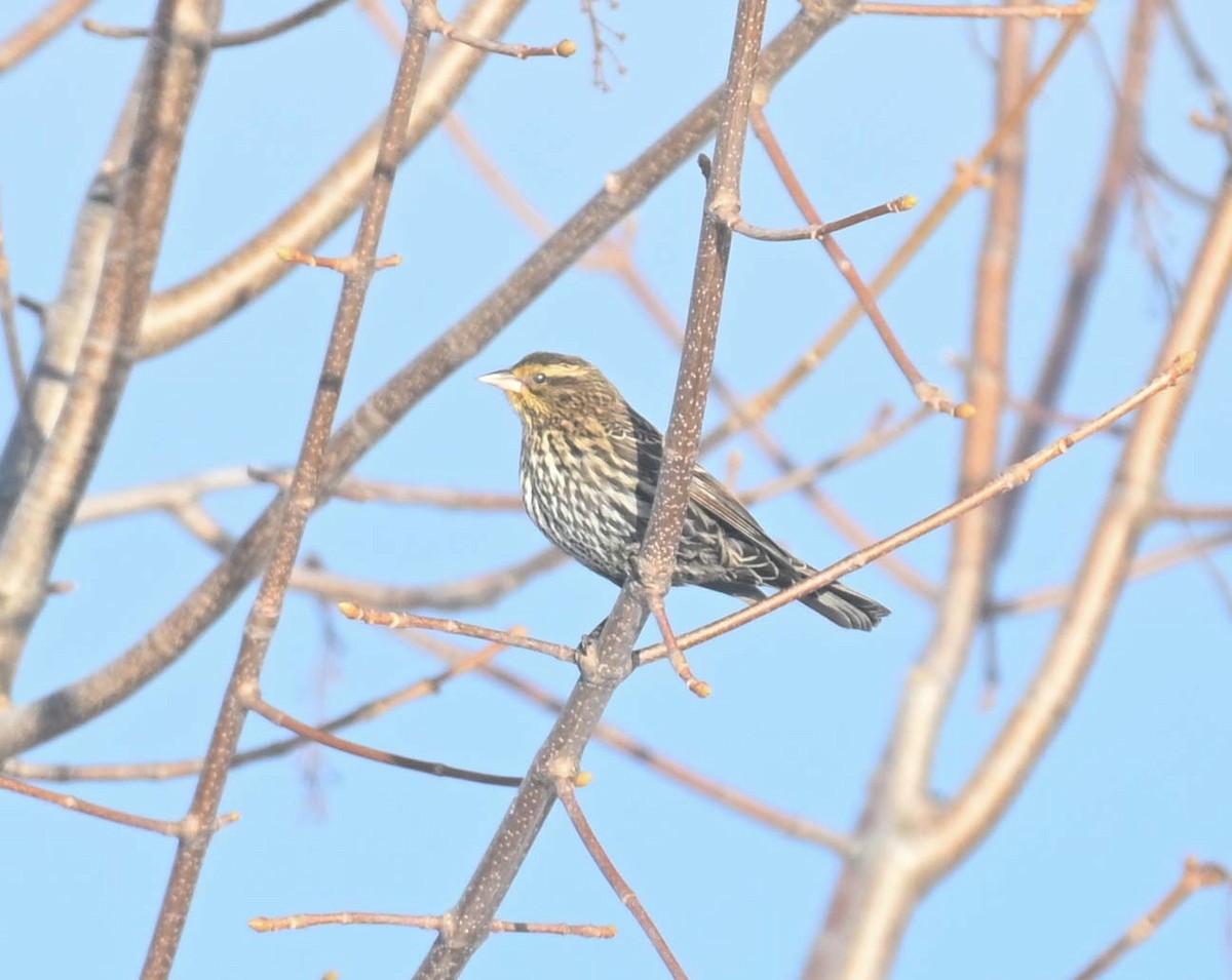 ハゴロモガラス - ML646498071