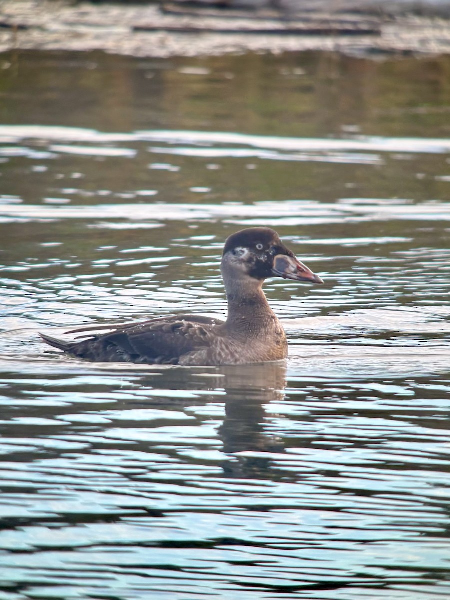 Ahatebeltz kopetazuria - ML646498072