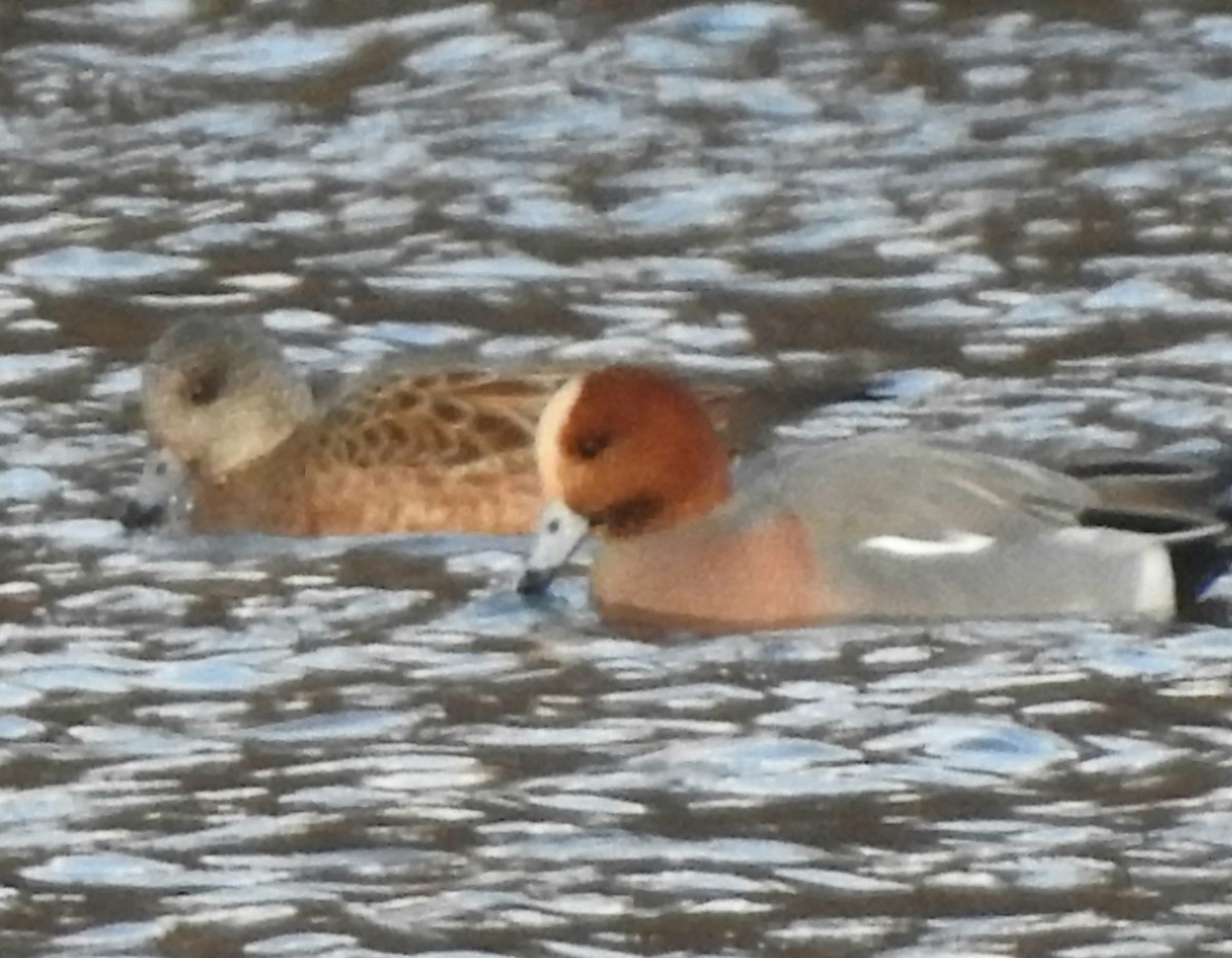Eurasian Wigeon - ML646498073