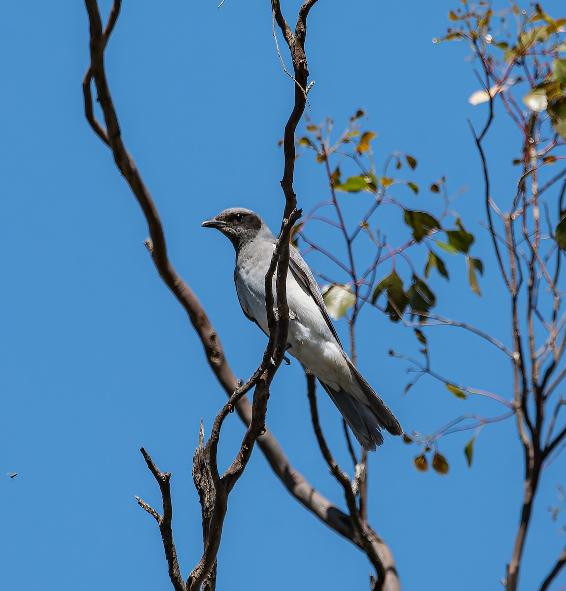 Black-faced Cuckooshrike - ML646498074