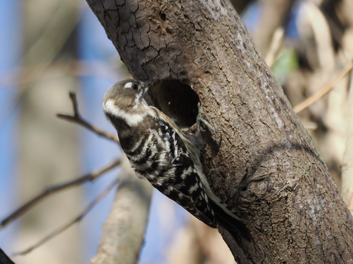 Japanese Pygmy Woodpecker - ML646498079