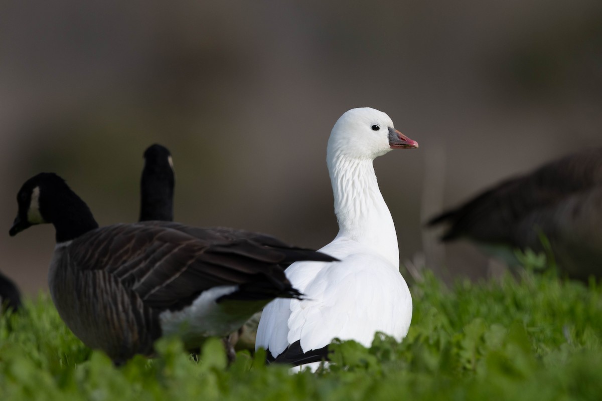 Ross's Goose - ML646498080