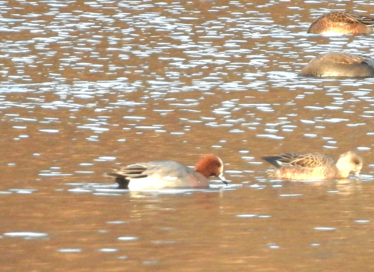 Eurasian Wigeon - ML646498081