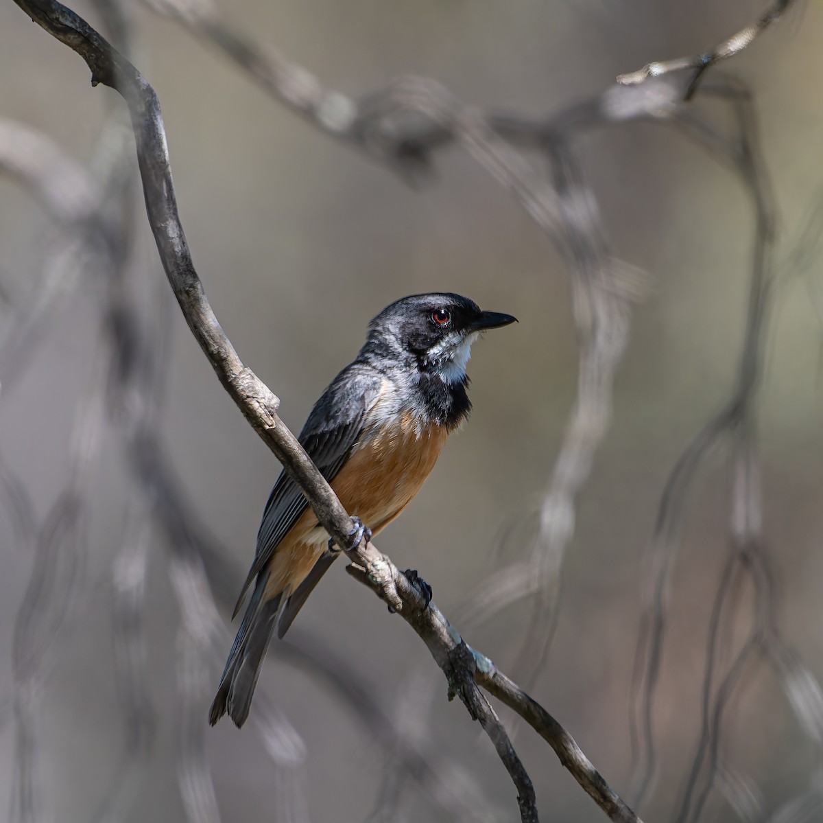 Rufous Whistler - ML646498086