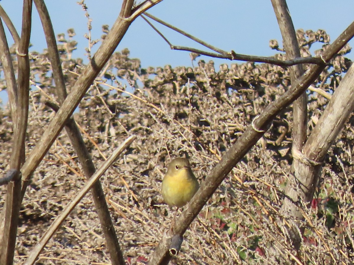 Sarıgerdan - ML646498087